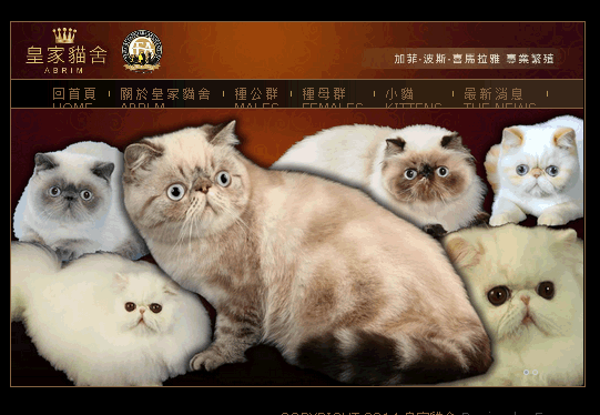 皇家貓舍-橘子軟件網頁設計案例圖片